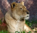 A picture of a Lioness in the early evening shadows.